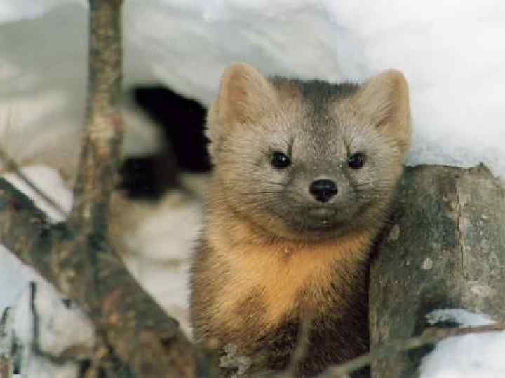 ь Длина тела соболя — до 56 см, хвоста — до 20 см. ь