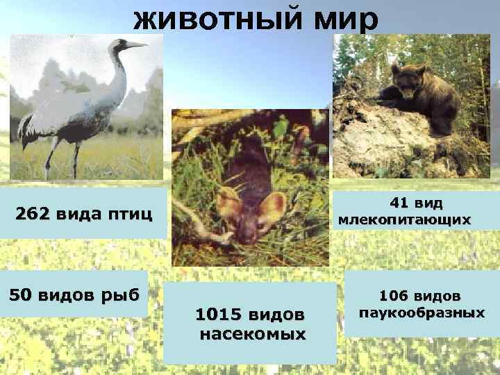 животный мир 41 вид млекопитающих 262 вида птиц 50 видов рыб 1015 видов насекомых