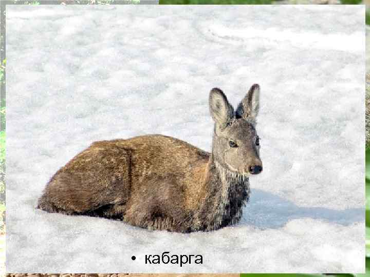 Животный мир • Медведь бурый • Каменный глухарь • Ушастая сова • • Соловей-красношейка