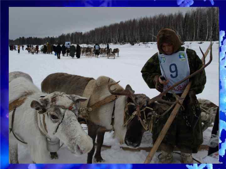 Каждый оленевод целый год готовится к соревнованиям - готовит нарты, снаряжение, праздничную одежду. А