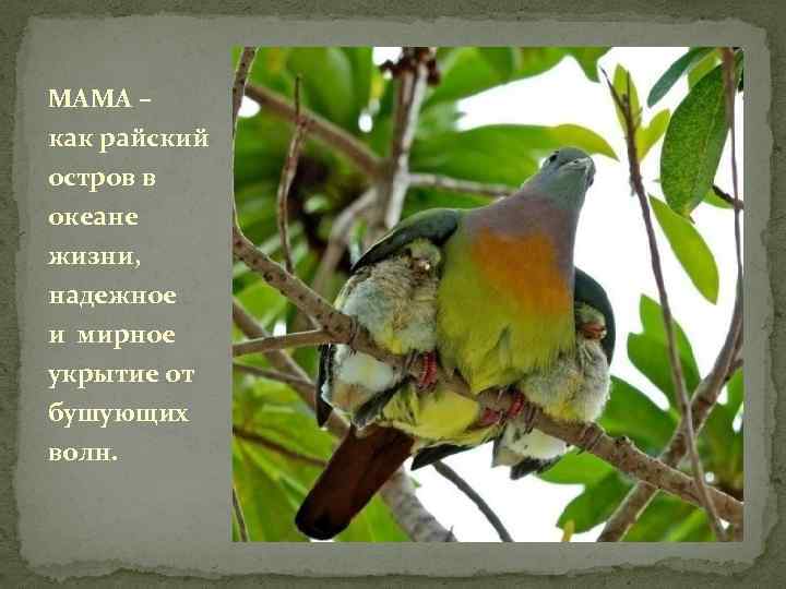 МАМА – как райский остров в океане жизни, надежное и мирное укрытие от бушующих