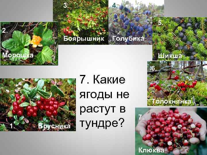 3. 4. 5. 2. Боярышник Голубика Морошка Шикша 6. 1. Брусника 7. Какие ягоды