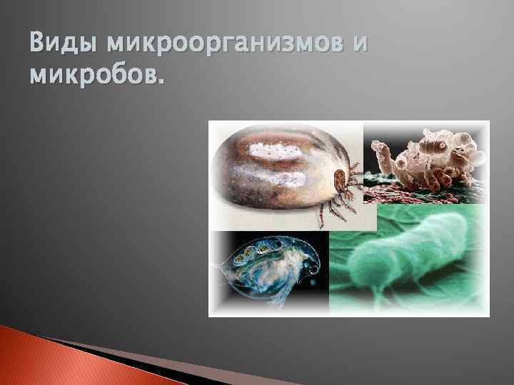 Виды микроорганизмов и микробов. 