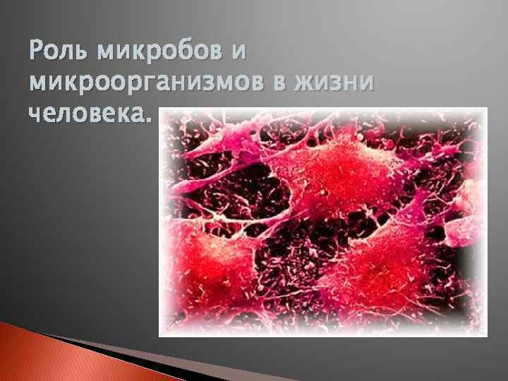 Роль микробов и микроорганизмов в жизни человека. 