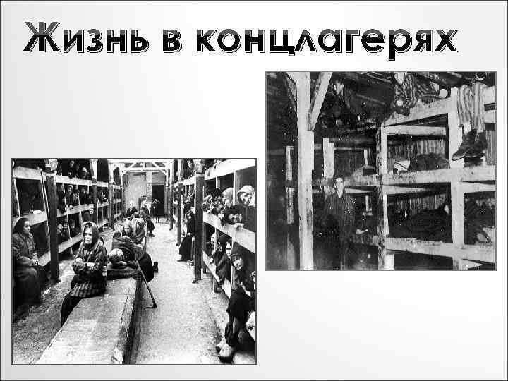 Жизнь в концлагерях 