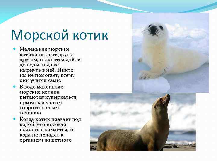 Морской котик Маленькие морские котики играют друг с другом, пытаются дойти до воды, и