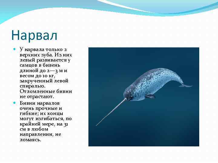 Нарвал У нарвала только 2 верхних зуба. Из них левый развивается у самцов в
