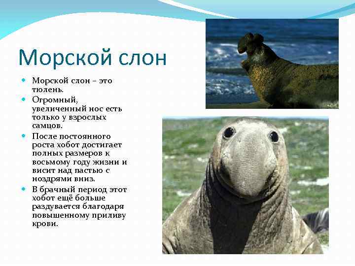 Морской слон – это тюлень. Огромный, увеличенный нос есть только у взрослых самцов. После