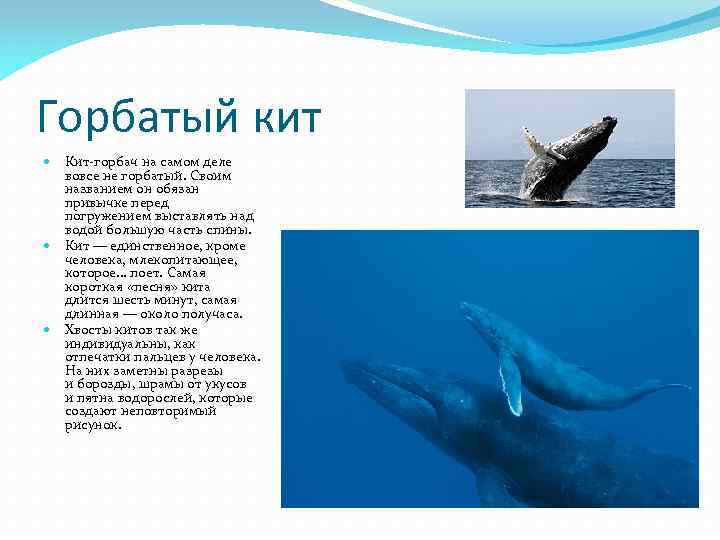 Горбатый кит Кит-горбач на самом деле вовсе не горбатый. Своим названием он обязан привычке