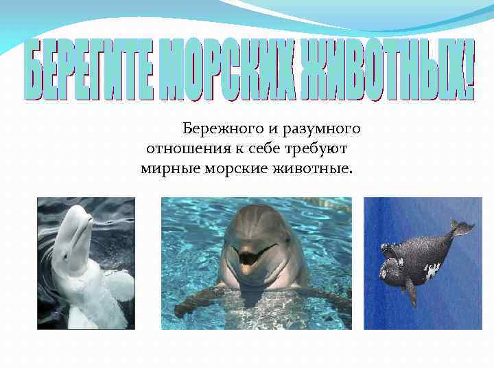 Бережного и разумного отношения к себе требуют мирные морские животные. 
