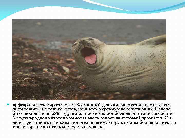  19 февраля весь мир отмечает Всемирный день китов. Этот день считается днем защиты