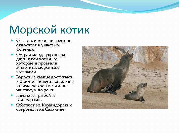 Морской котик Северные морские котики относятся к ушастым тюленям. Острая морда украшена длинными усами,
