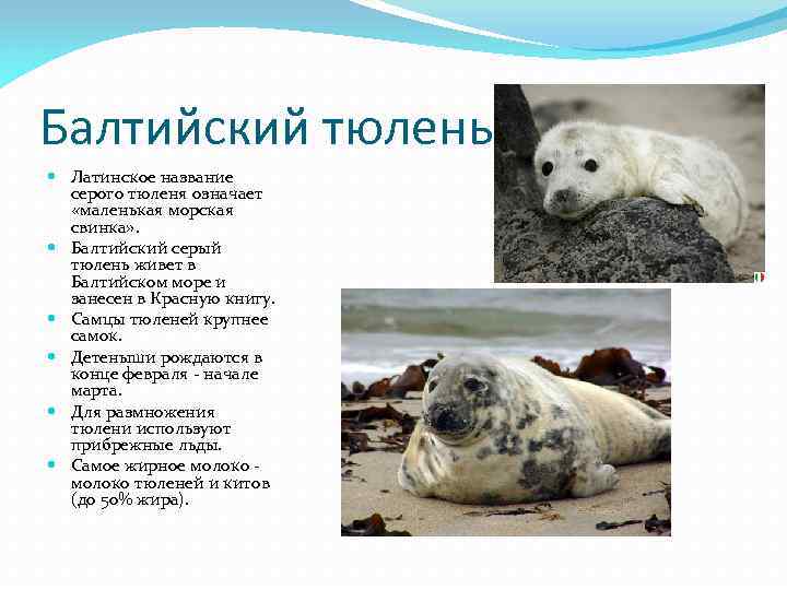 Балтийский тюлень Латинское название серого тюленя означает «маленькая морская свинка» . Балтийский серый тюлень