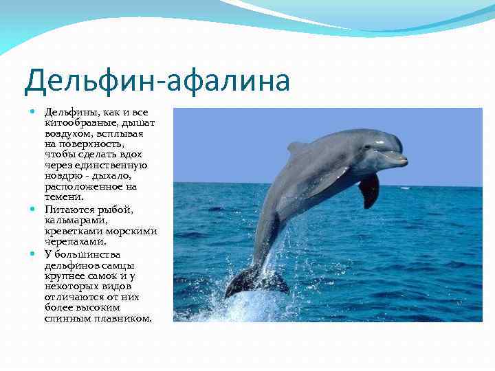 Дельфин-афалина Дельфины, как и все китообразные, дышат воздухом, всплывая на поверхность, чтобы сделать вдох