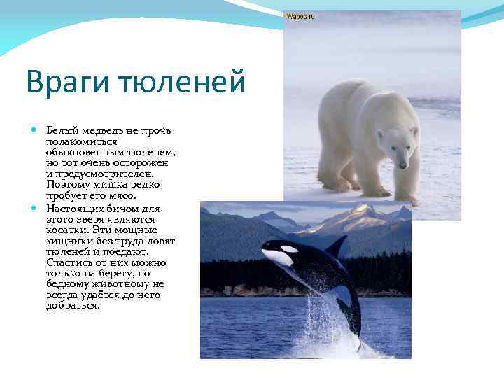 Враги тюленей Белый медведь не прочь полакомиться обыкновенным тюленем, но тот очень осторожен и