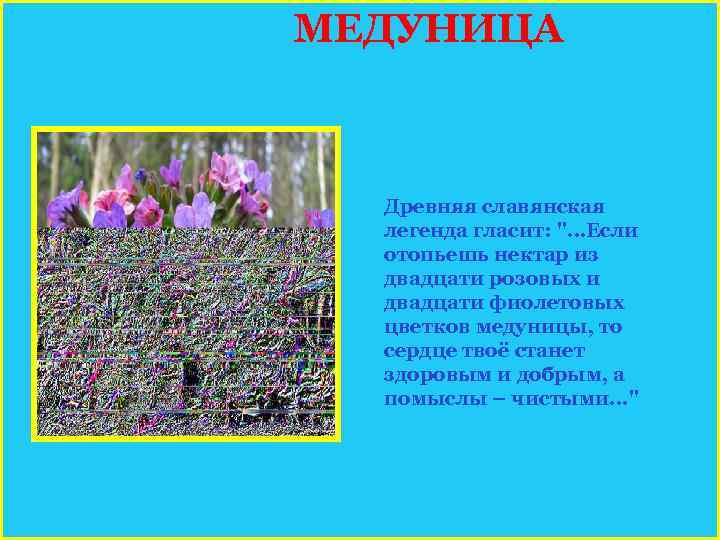 МЕДУНИЦА Древняя славянская легенда гласит: 