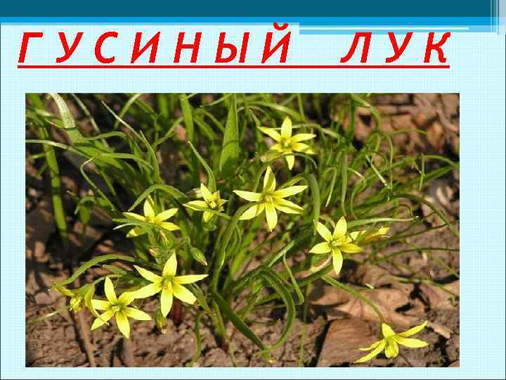 ГУСИНЫЙ ЛУК 