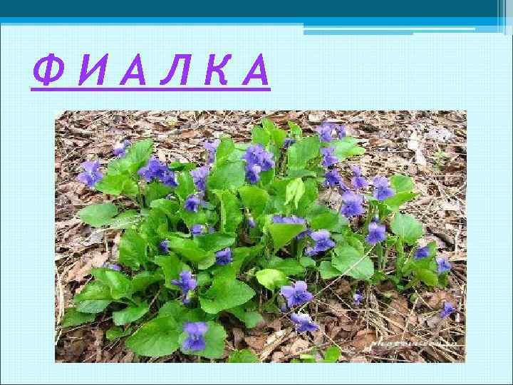 ФИАЛКА 