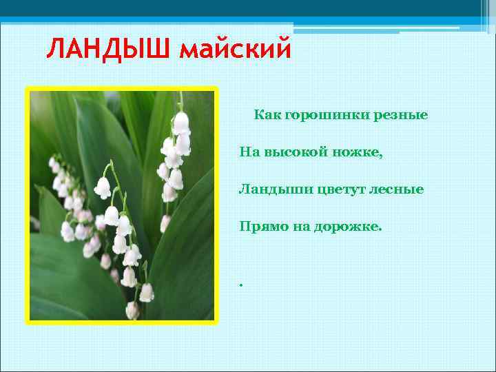 ЛАНДЫШ майский Как горошинки резные На высокой ножке, Ландыши цветут лесные Прямо на дорожке.