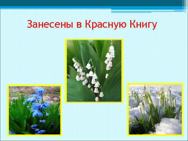 Занесены в Красную Книгу 