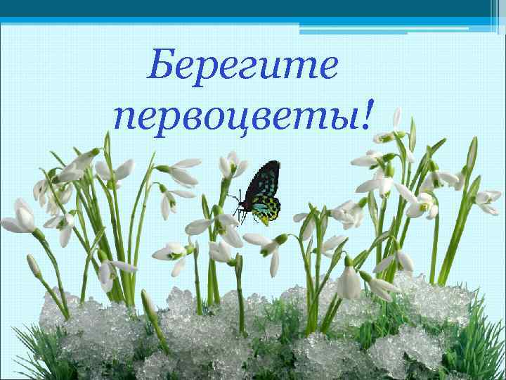 Берегите первоцветы! 