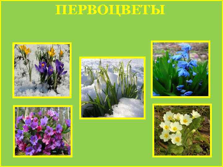ПЕРВОЦВЕТЫ 