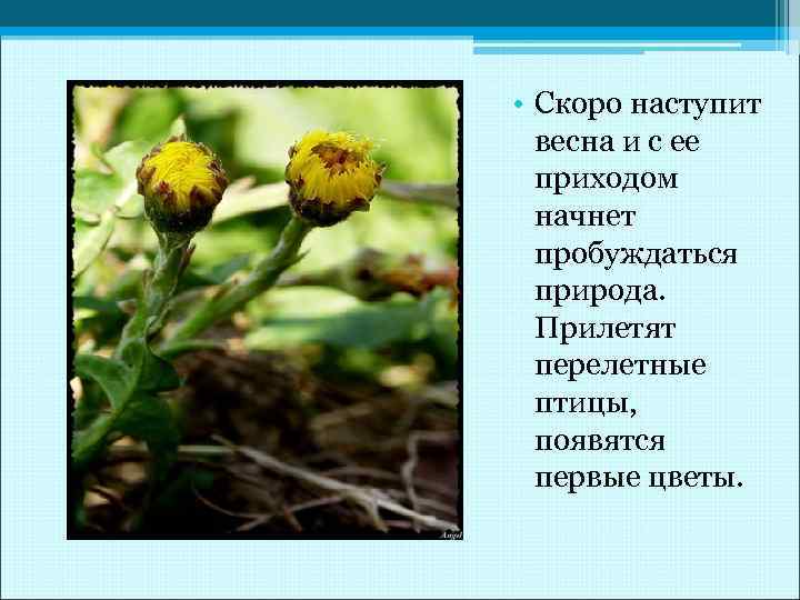  • Скоро наступит весна и с ее приходом начнет пробуждаться природа. Прилетят перелетные