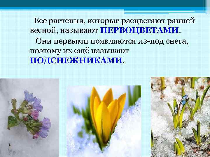 Все растения, которые расцветают ранней весной, называют ПЕРВОЦВЕТАМИ. Они первыми появляются из-под снега, поэтому