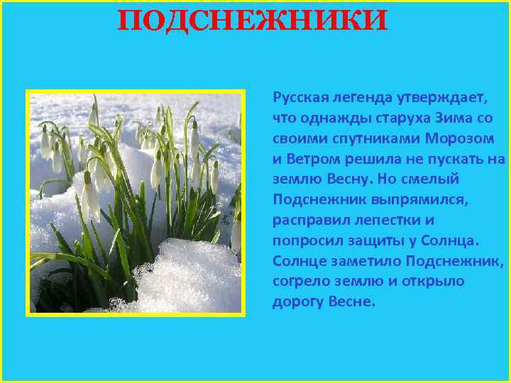 ПОДСНЕЖНИКИ Русская легенда утверждает, что однажды старуха Зима со своими спутниками Морозом и Ветром