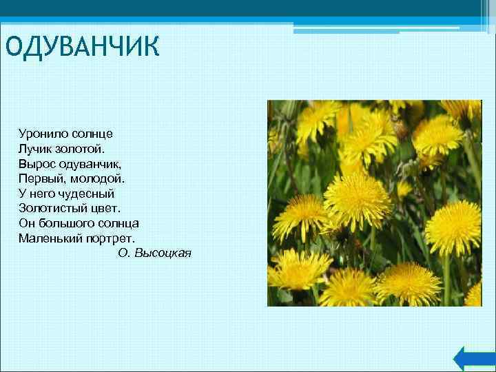ОДУВАНЧИК Уронило солнце Лучик золотой. Вырос одуванчик, Первый, молодой. У него чудесный Золотистый цвет.