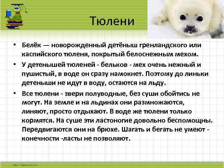 Тюлени • Белёк — новорожденный детёныш гренландского или каспийского тюленя, покрытый белоснежным мехом. •