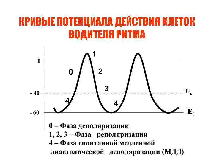 КРИВЫЕ ПОТЕНЦИАЛА ДЕЙСТВИЯ КЛЕТОК ВОДИТЕЛЯ РИТМА Ек 4 Е 0 