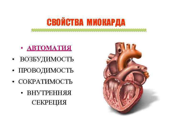 СВОЙСТВА МИОКАРДА • АВТОМАТИЯ • ВОЗБУДИМОСТЬ • ПРОВОДИМОСТЬ • СОКРАТИМОСТЬ • ВНУТРЕННЯЯ СЕКРЕЦИЯ 