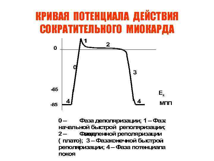 КРИВАЯ ПОТЕНЦИАЛА ДЕЙСТВИЯ СОКРАТИТЕЛЬНОГО МИОКАРДА Ек 