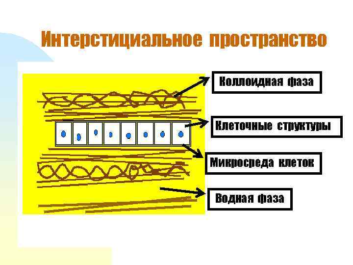 Интерстициальное пространство Коллоидная фаза Клеточные структуры Микросреда клеток Водная фаза 