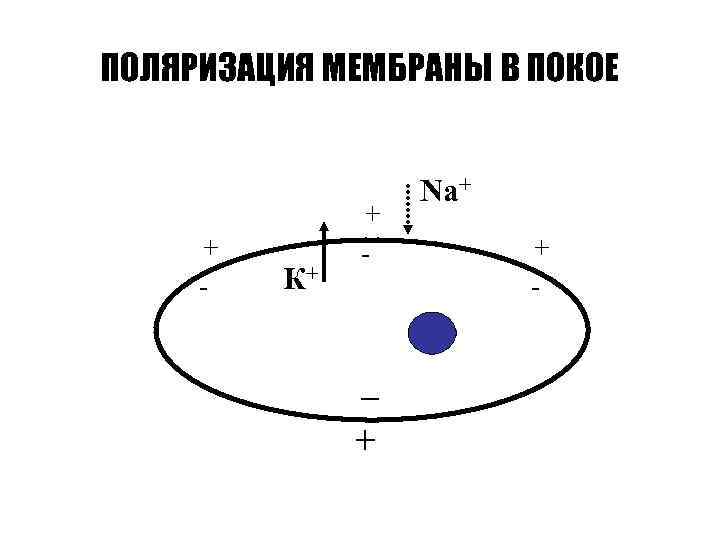 ПОЛЯРИЗАЦИЯ МЕМБРАНЫ В ПОКОЕ + - К+ + - _ + Na+ + -