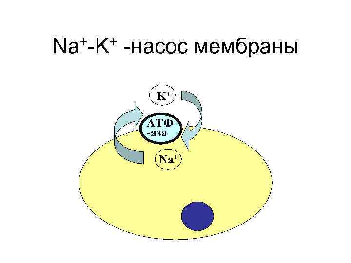 Na+-K+ -насос мембраны K+ АТФ -аза Na+ 