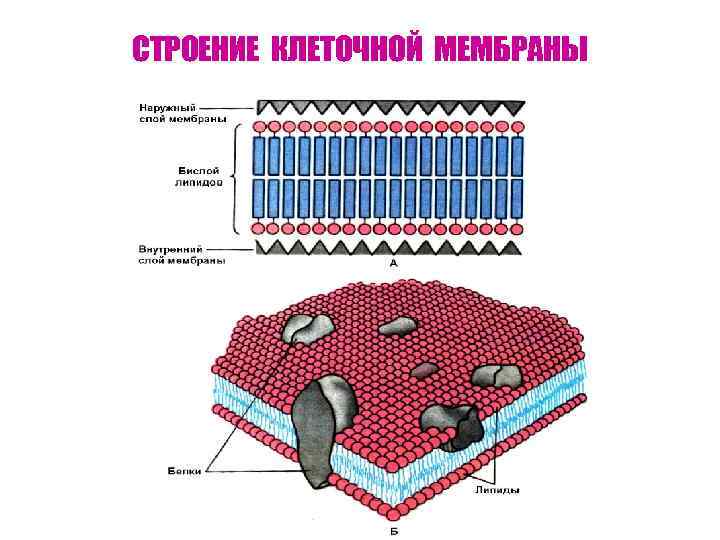 В состав клеточной мембраны входят