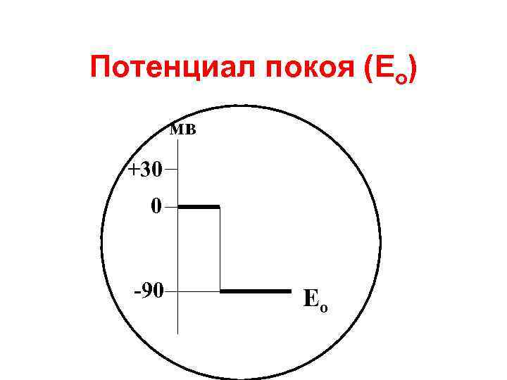 Потенциал покоя (Ео) мв +30 0 -90 Ео 