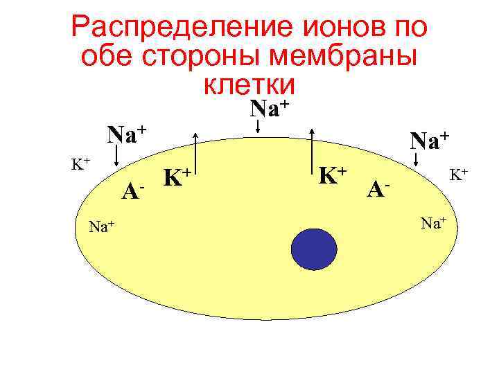 Распределение ионов по обе стороны мембраны клетки + Na Na+ K+ ANa+ K+ K+