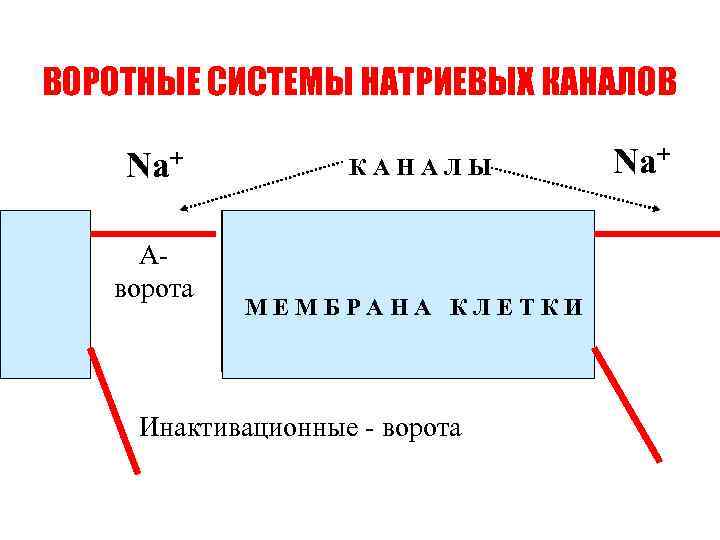 ВОРОТНЫЕ СИСТЕМЫ НАТРИЕВЫХ КАНАЛОВ Na+ Аворота КАНАЛЫ МЕМБРАНА КЛЕТКИ Инактивационные - ворота Na+ 