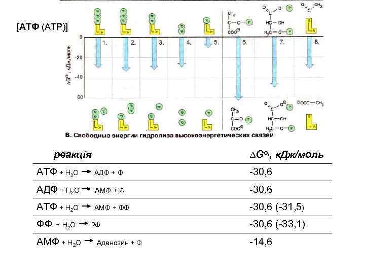 [АТФ (АТР)] реакція ∆Go, , к. Дж/моль ATФ + H 2 O АДФ +
