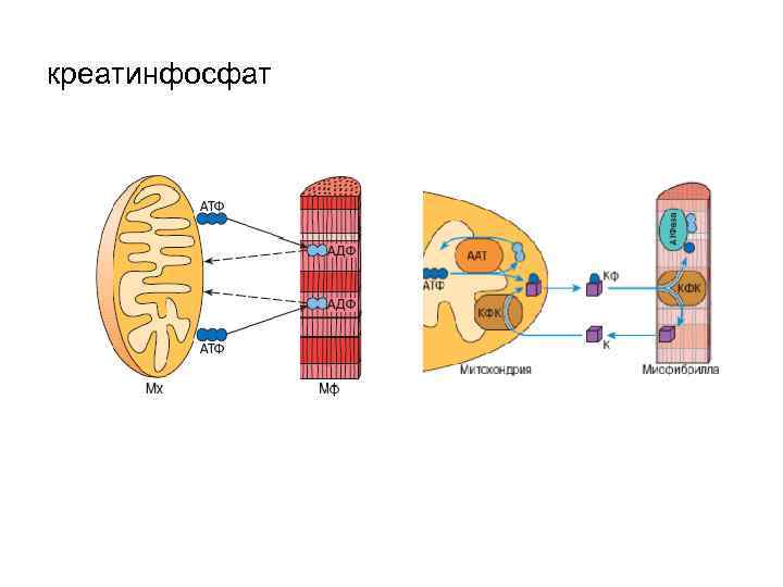 креатинфосфат 