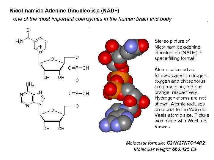 Nicotinamide Adenine Dinucleotide (NAD+) one of the most important coenzymes in the human brain