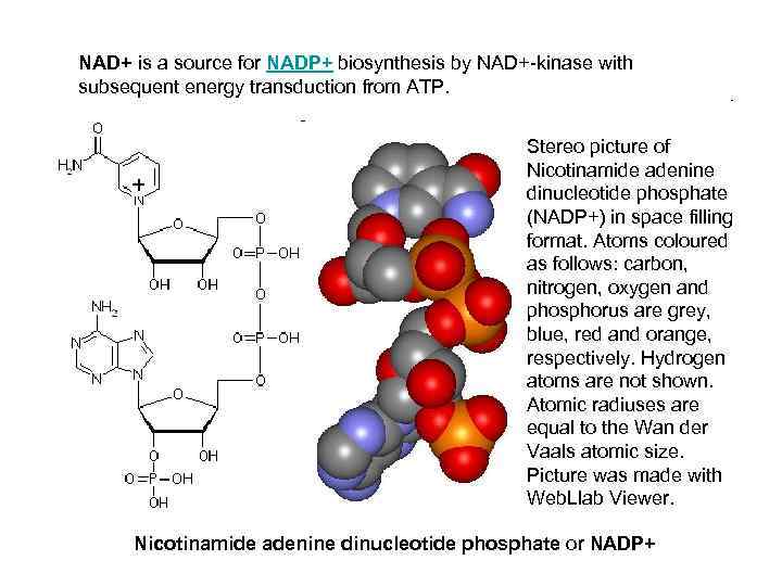 NAD+ is a source for NADP+ biosynthesis by NAD+-kinase with subsequent energy transduction from