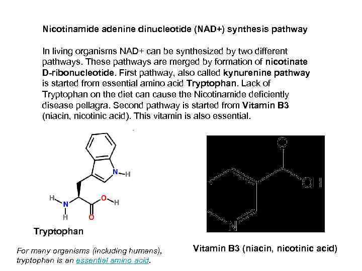 Nicotinamide adenine dinucleotide (NAD+) synthesis pathway In living organisms NAD+ can be synthesized by
