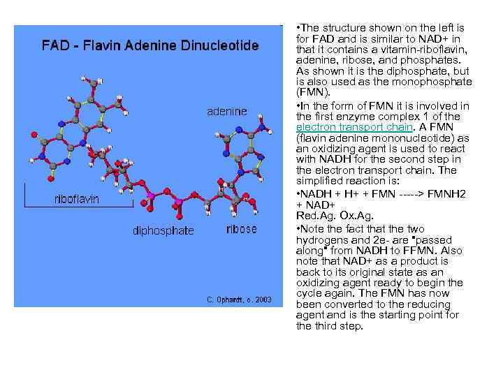  • The structure shown on the left is for FAD and is similar
