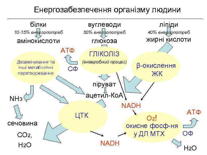 Енергозабезпечення організму людини білки вуглеводи ліпіди 10 -15% енергопотреб 50% енергопотреб 40% енергопотреб амінокислоти