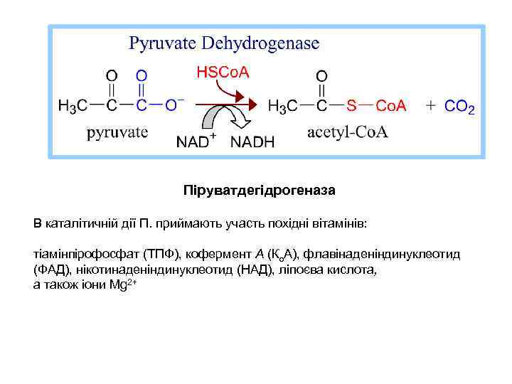  Піруватдегідрогеназа В каталітичній дії П. приймають участь похідні вітамінів: тіамінпірофосфат (ТПФ), кофермент А