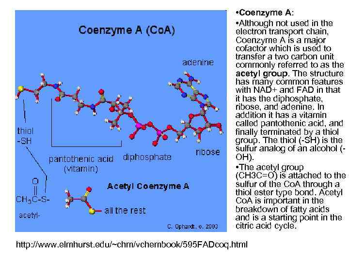  • Coenzyme A: • Although not used in the electron transport chain, Coenzyme
